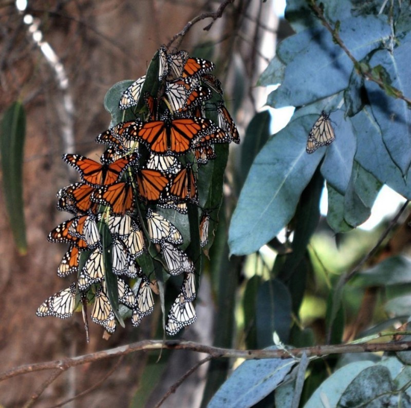 Фотография: Миграция бабочек-монархов №19 - BigPicture.ru