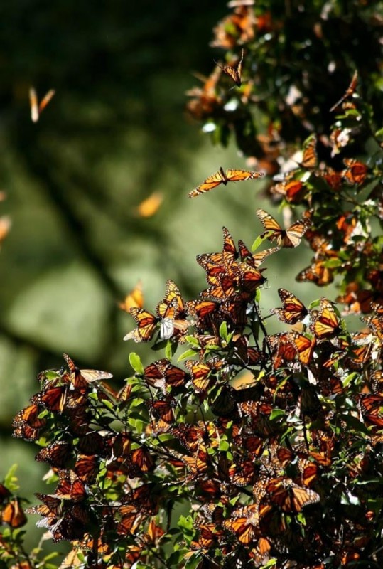 Фотография: Миграция бабочек-монархов №20 - BigPicture.ru