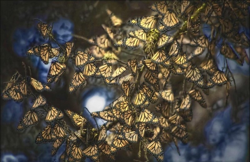 Фотография: Миграция бабочек-монархов №21 - BigPicture.ru