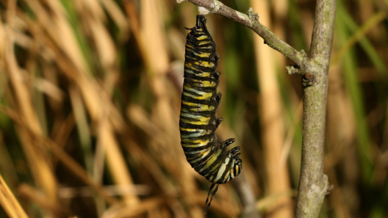 Фотография: Миграция бабочек-монархов №22 - BigPicture.ru