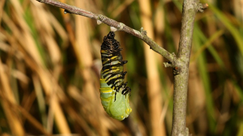 Фотография: Миграция бабочек-монархов №23 - BigPicture.ru