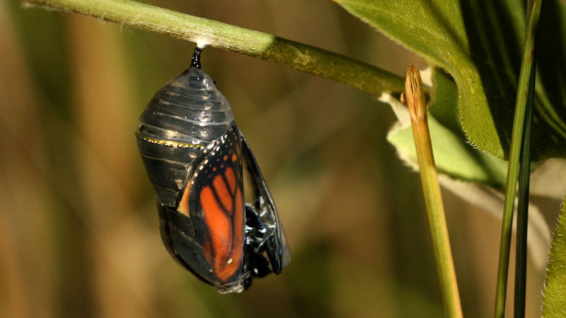 Фотография: Миграция бабочек-монархов №24 - BigPicture.ru