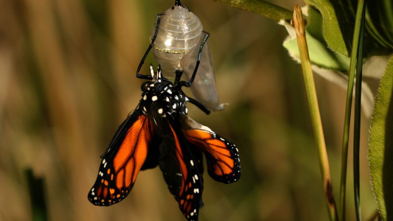 Фотография: Миграция бабочек-монархов №25 - BigPicture.ru