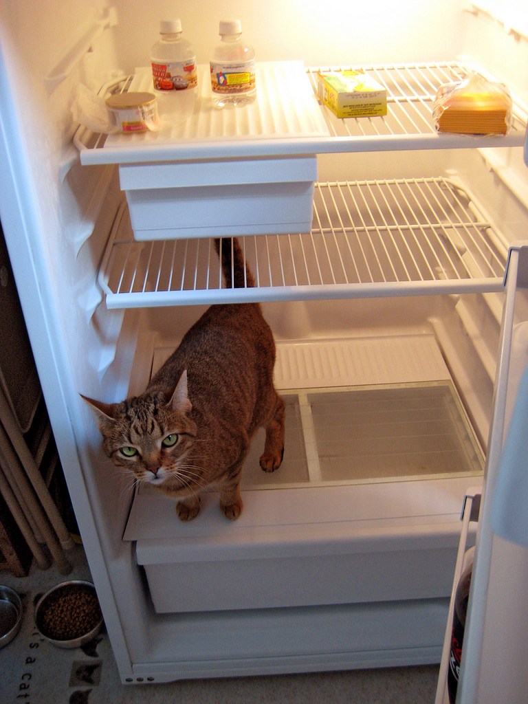 Фотография: Коты в холодильниках №2 - BigPicture.ru