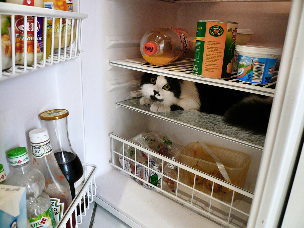 Фотография: Коты в холодильниках №3 - BigPicture.ru