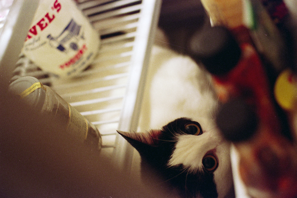 Фотография: Коты в холодильниках №4 - BigPicture.ru