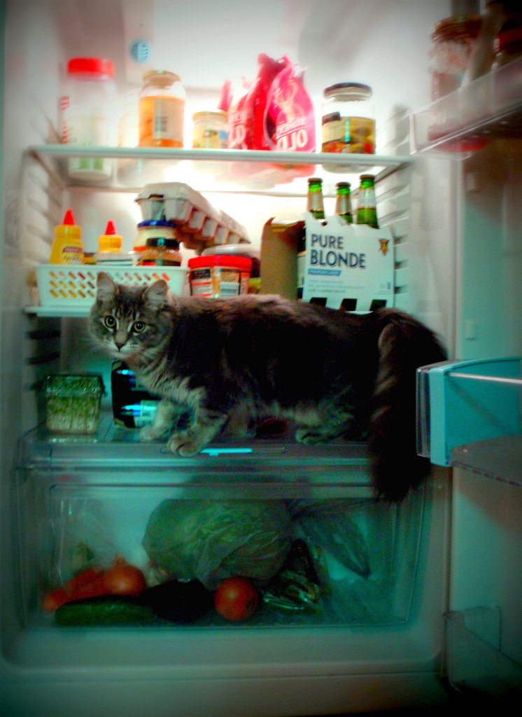 Фотография: Коты в холодильниках №5 - BigPicture.ru