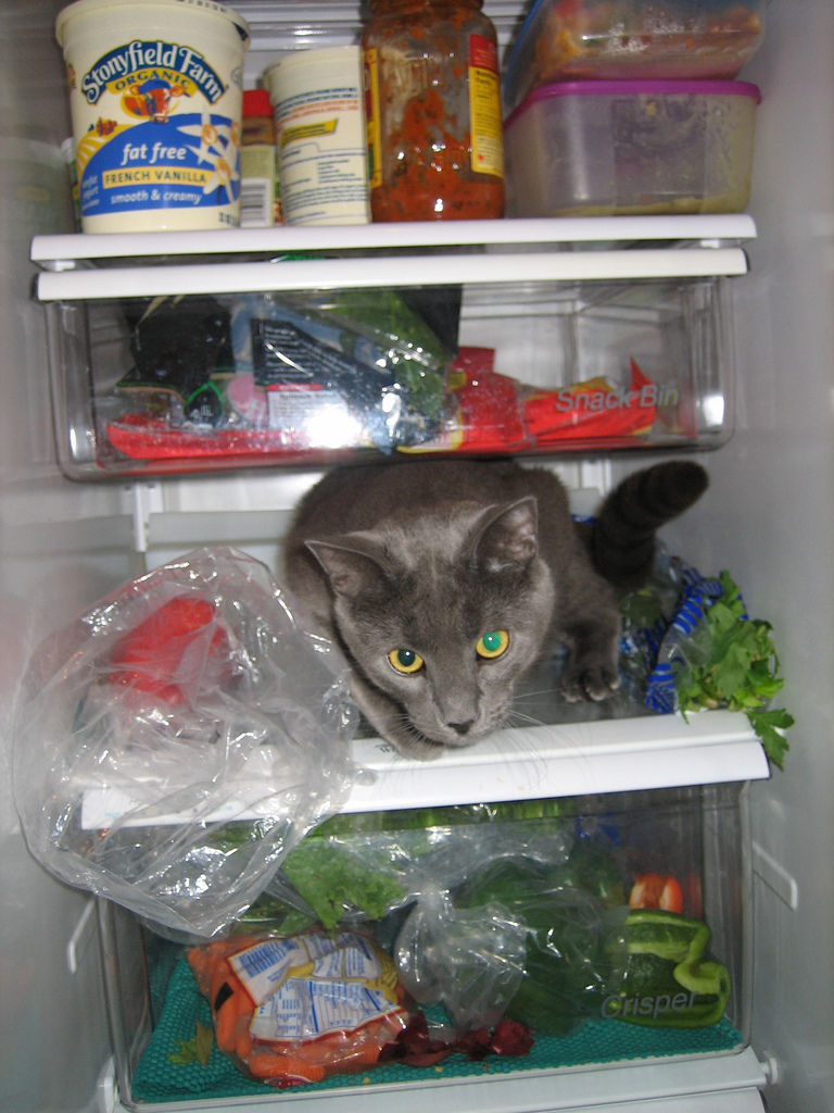 Фотография: Коты в холодильниках №6 - BigPicture.ru