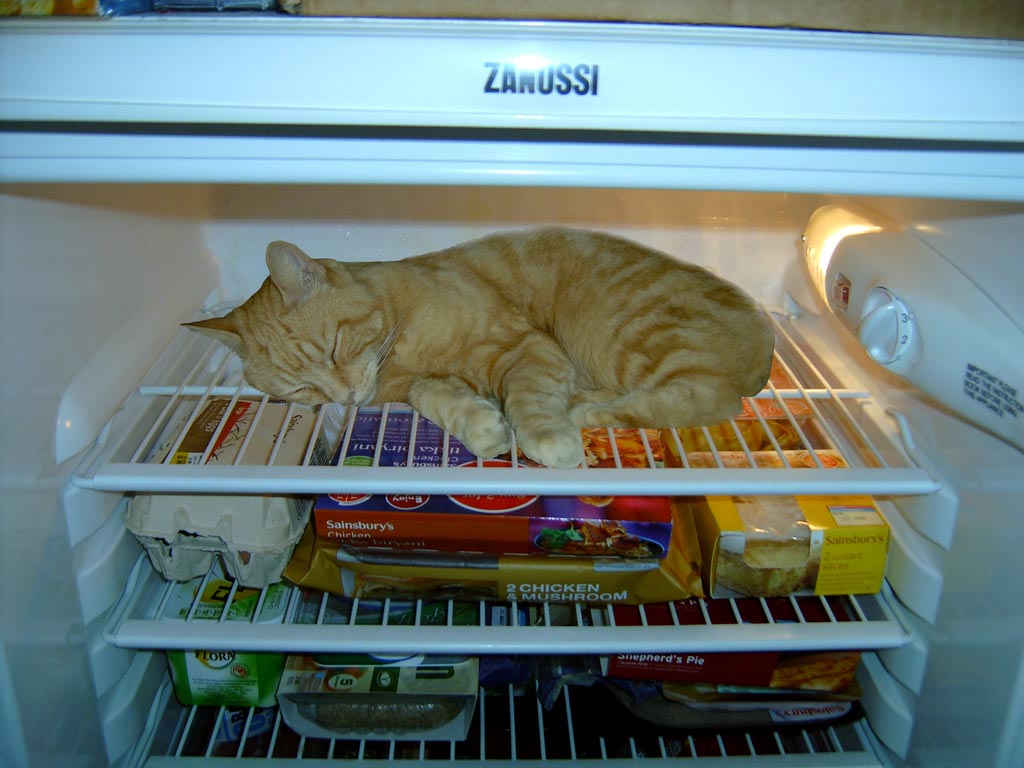 Фотография: Коты в холодильниках №8 - BigPicture.ru