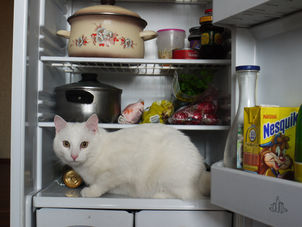 Фотография: Коты в холодильниках №10 - BigPicture.ru