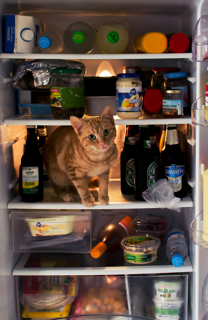 Фотография: Коты в холодильниках №11 - BigPicture.ru