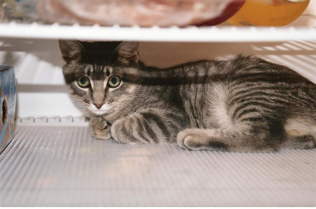 Фотография: Коты в холодильниках №12 - BigPicture.ru