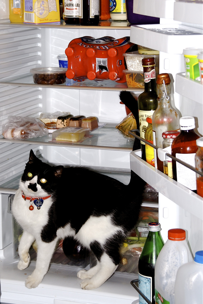 Фотография: Коты в холодильниках №13 - BigPicture.ru