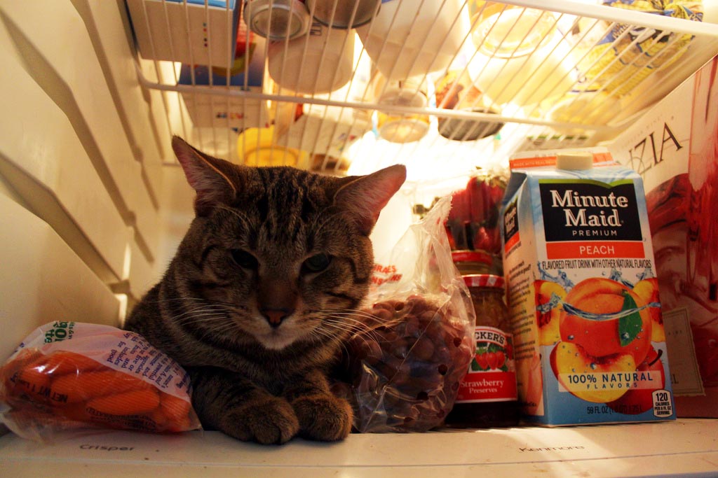 Фотография: Коты в холодильниках №14 - BigPicture.ru