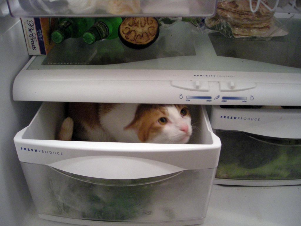 Фотография: Коты в холодильниках №15 - BigPicture.ru