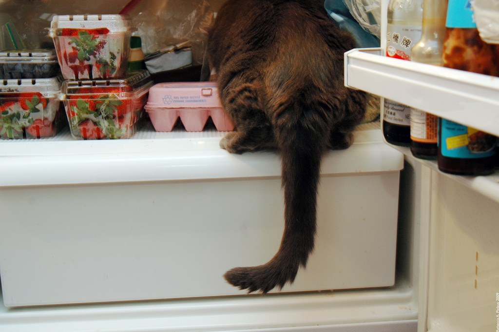 Фотография: Коты в холодильниках №16 - BigPicture.ru