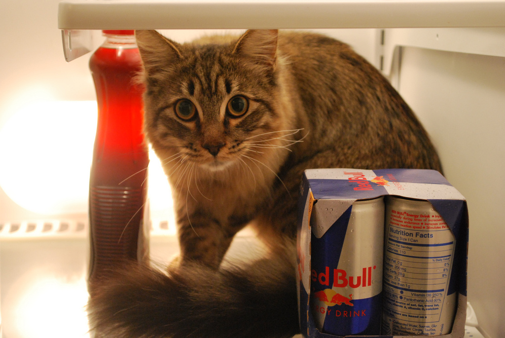 Фотография: Коты в холодильниках №17 - BigPicture.ru