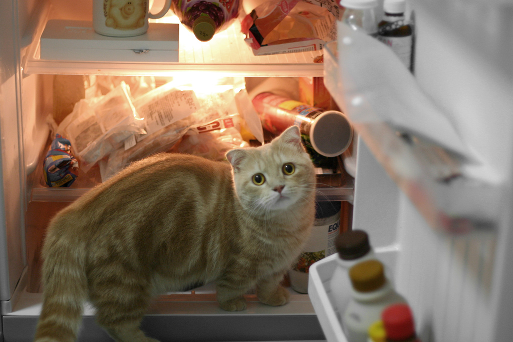 Фотография: Коты в холодильниках №18 - BigPicture.ru