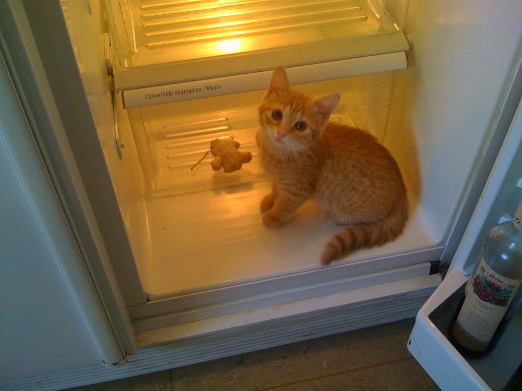 Фотография: Коты в холодильниках №19 - BigPicture.ru