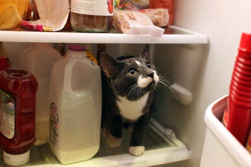 Фотография: Коты в холодильниках №1 - BigPicture.ru