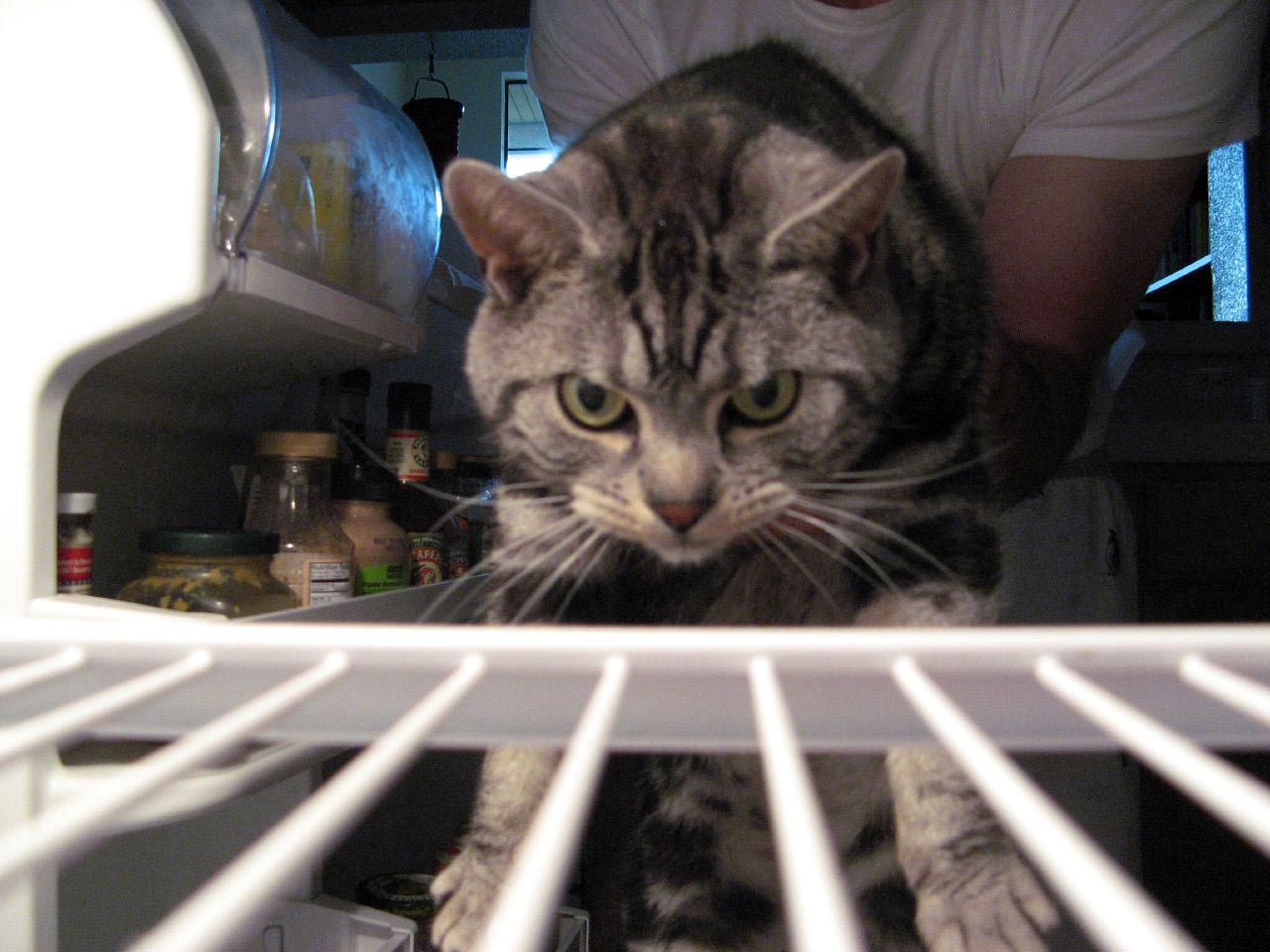 Фотография: Коты в холодильниках №21 - BigPicture.ru