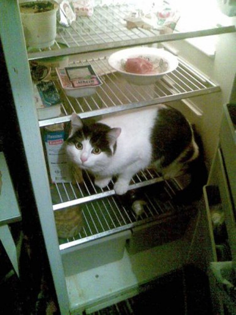 Фотография: Коты в холодильниках №23 - BigPicture.ru
