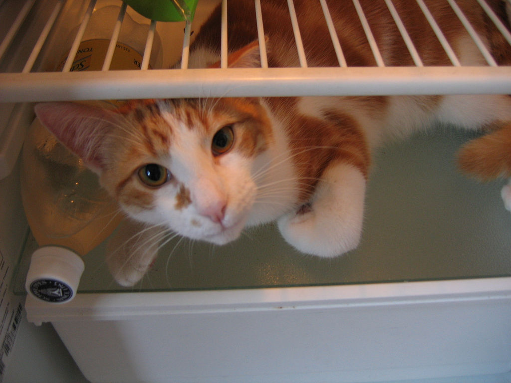Фотография: Коты в холодильниках №25 - BigPicture.ru