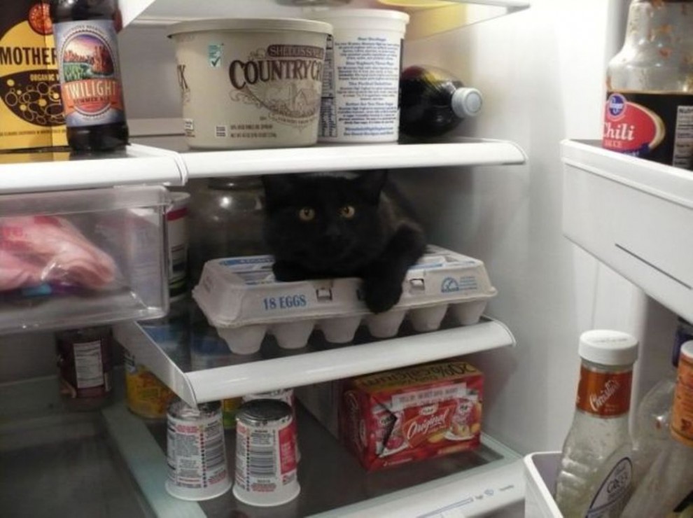 Коты в холодильниках » BigPicture.ru