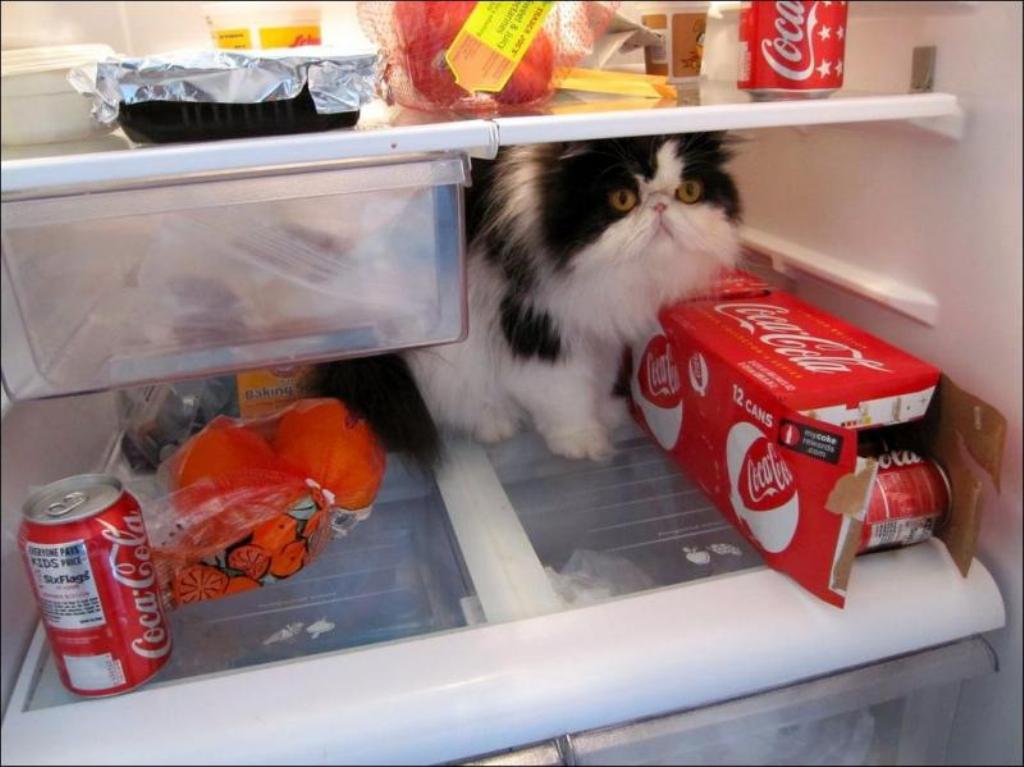 Фотография: Коты в холодильниках №28 - BigPicture.ru