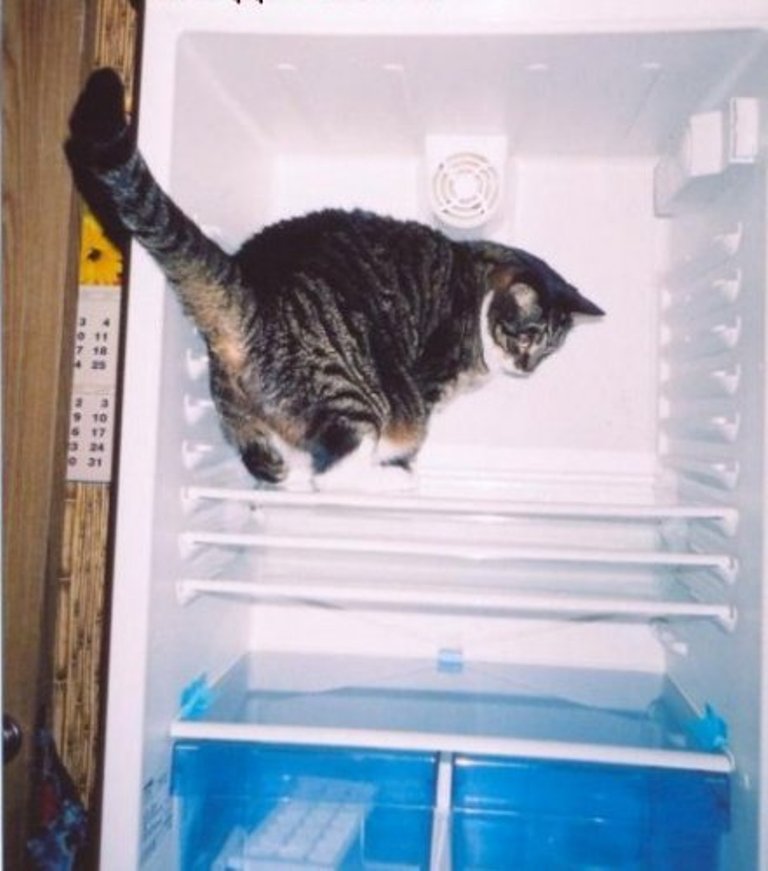 Фотография: Коты в холодильниках №29 - BigPicture.ru