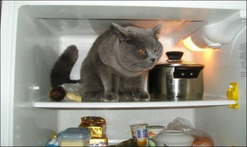 Коты в холодильниках » BigPicture.ru