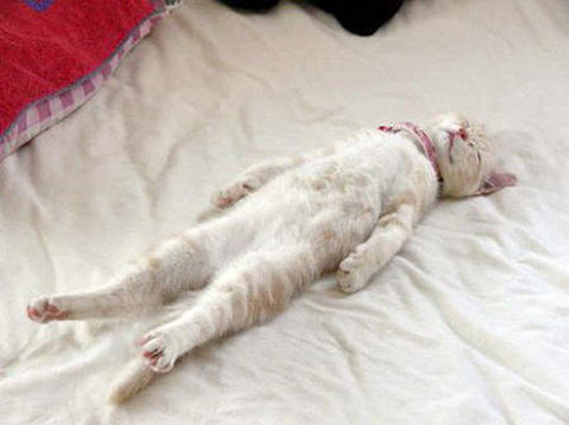 Фотография: 25 кошачьих поз для сна №15 - BigPicture.ru