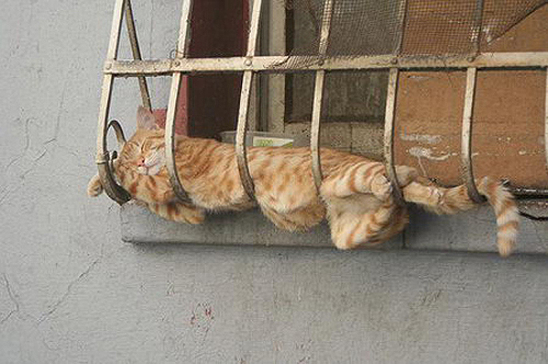 Фотография: 25 кошачьих поз для сна №16 - BigPicture.ru