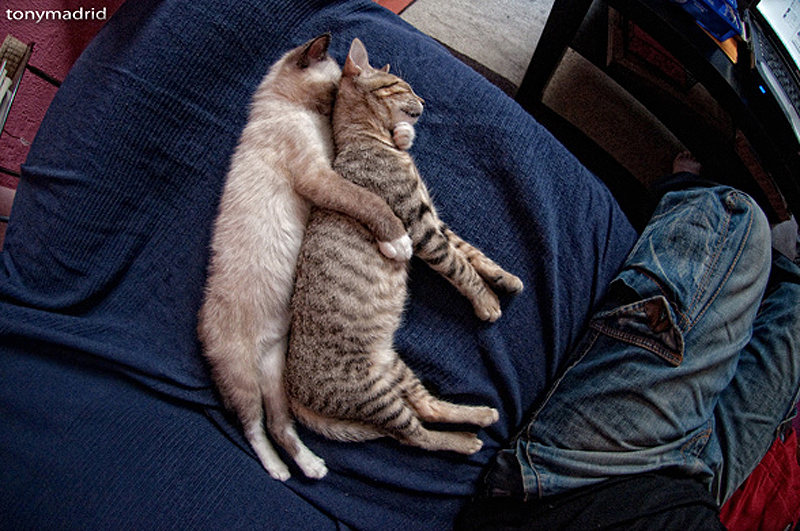 Фотография: 25 кошачьих поз для сна №3 - BigPicture.ru