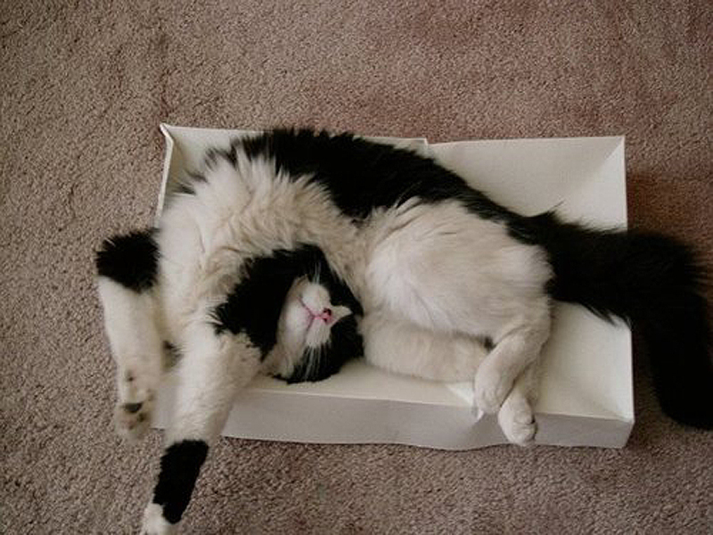 Фотография: 25 кошачьих поз для сна №22 - BigPicture.ru