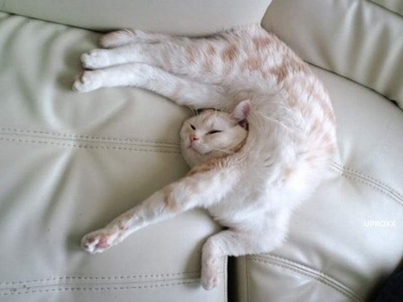 Фотография: 25 кошачьих поз для сна №23 - BigPicture.ru
