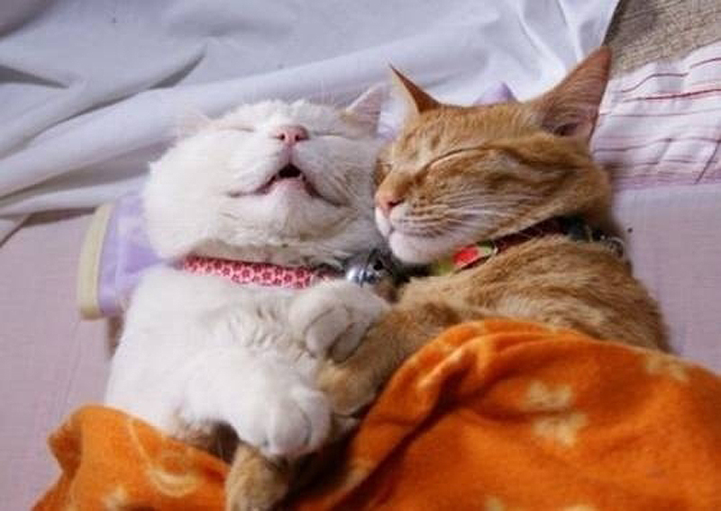 Фотография: 25 кошачьих поз для сна №26 - BigPicture.ru