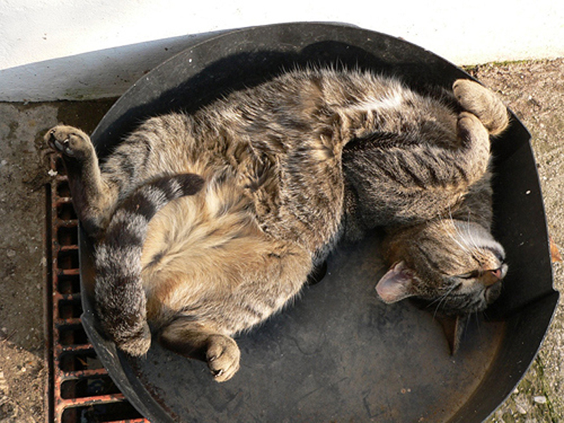 Фотография: 25 кошачьих поз для сна №4 - BigPicture.ru