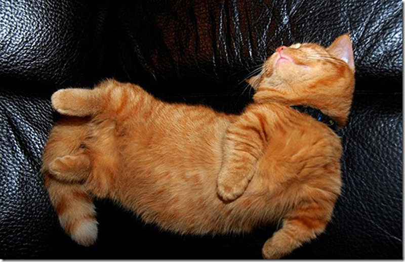 Фотография: 25 кошачьих поз для сна №8 - BigPicture.ru