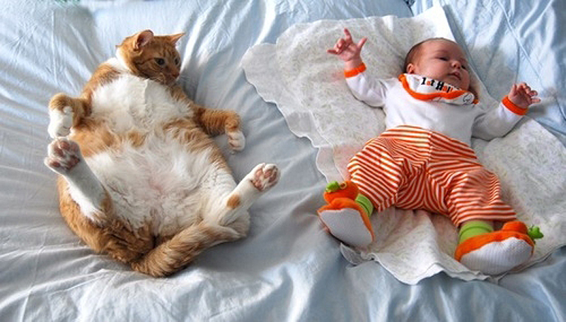 Фотография: 25 кошачьих поз для сна №9 - BigPicture.ru