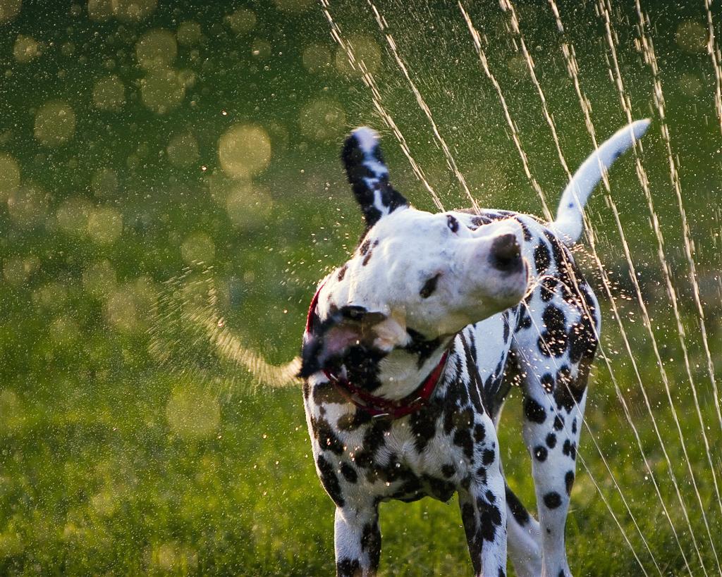 Фотография: Радостная битва: собаки против брызг №20 - BigPicture.ru