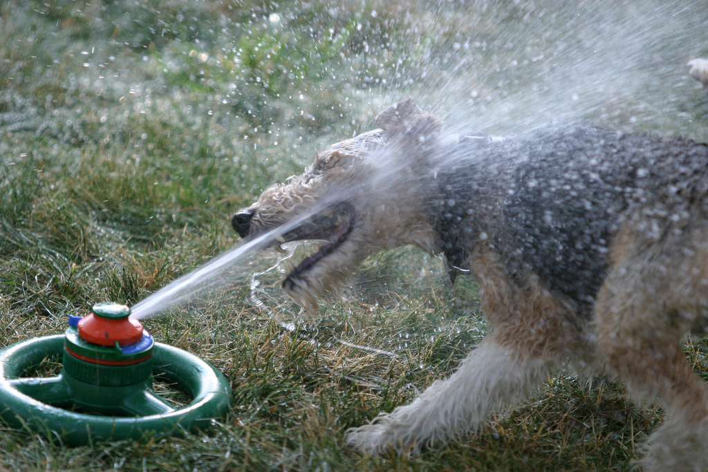 Фотография: Радостная битва: собаки против брызг №26 - BigPicture.ru
