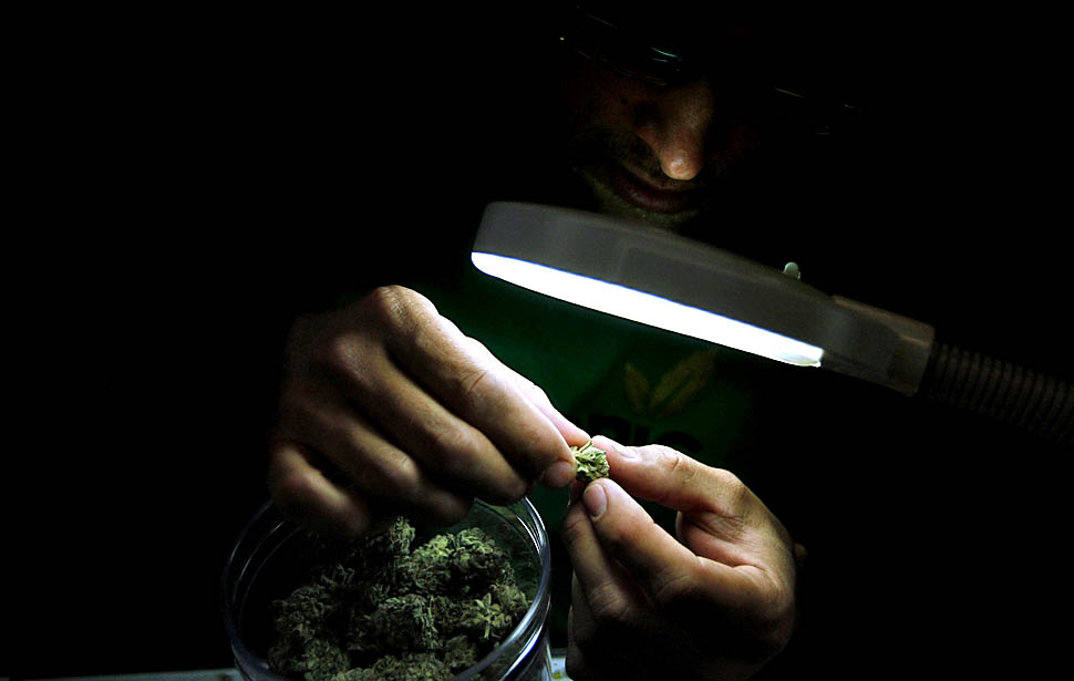 Фотография: Заработок на медицинской марихуане №11 - BigPicture.ru