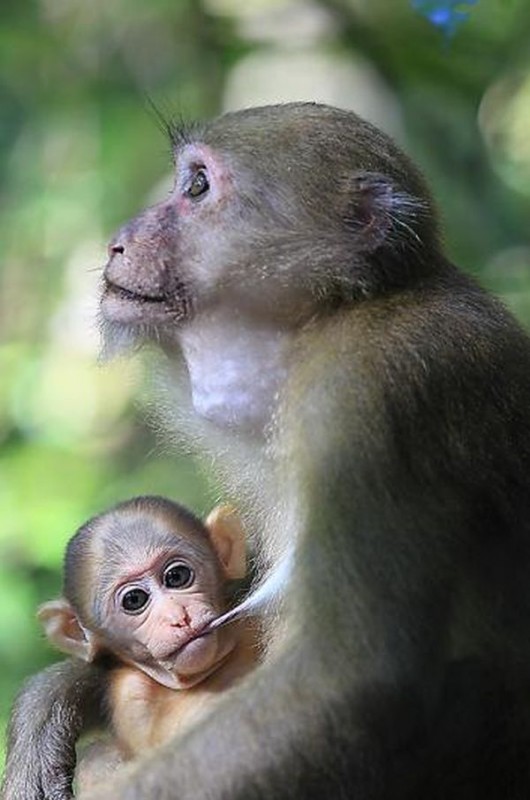Фотография: Тайский заповедник дикой природы Phu Khieo №9 - BigPicture.ru