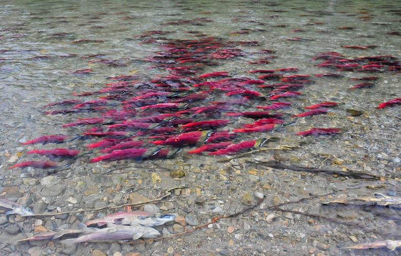 Фотография: Миграция лосося на реке Адамс №2 - BigPicture.ru