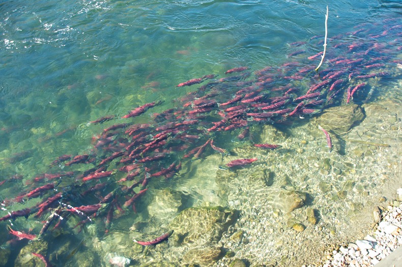 Фотография: Миграция лосося на реке Адамс №5 - BigPicture.ru