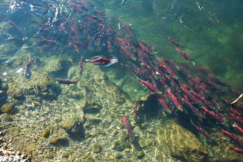 Фотография: Миграция лосося на реке Адамс №6 - BigPicture.ru