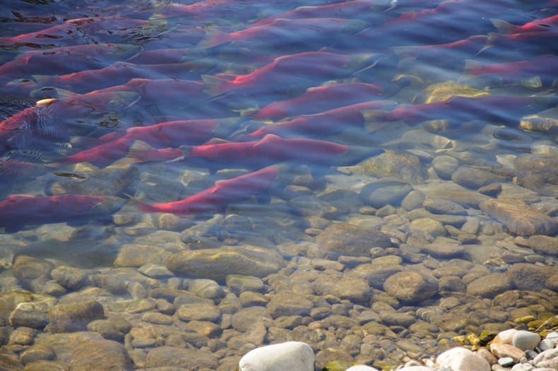 Фотография: Миграция лосося на реке Адамс №7 - BigPicture.ru