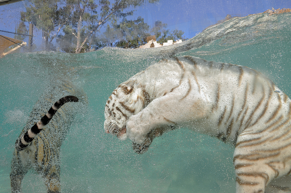 Фотография: Белые тигры №11 - BigPicture.ru