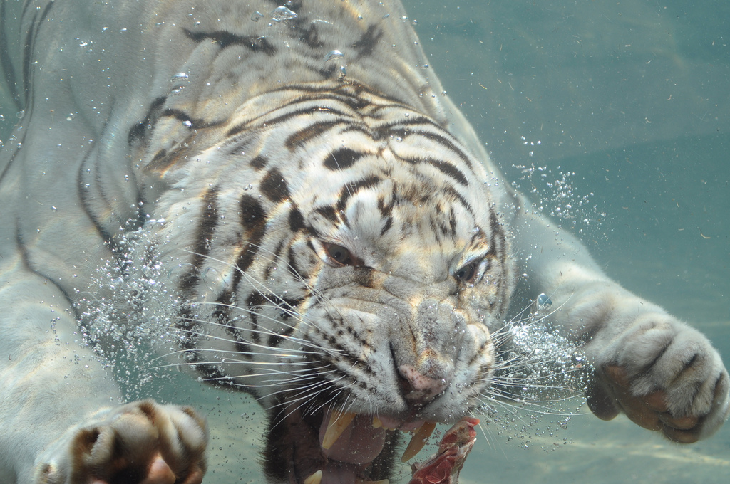 Фотография: Белые тигры №12 - BigPicture.ru